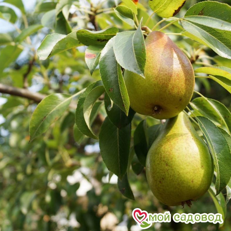 Груша Полюшко
