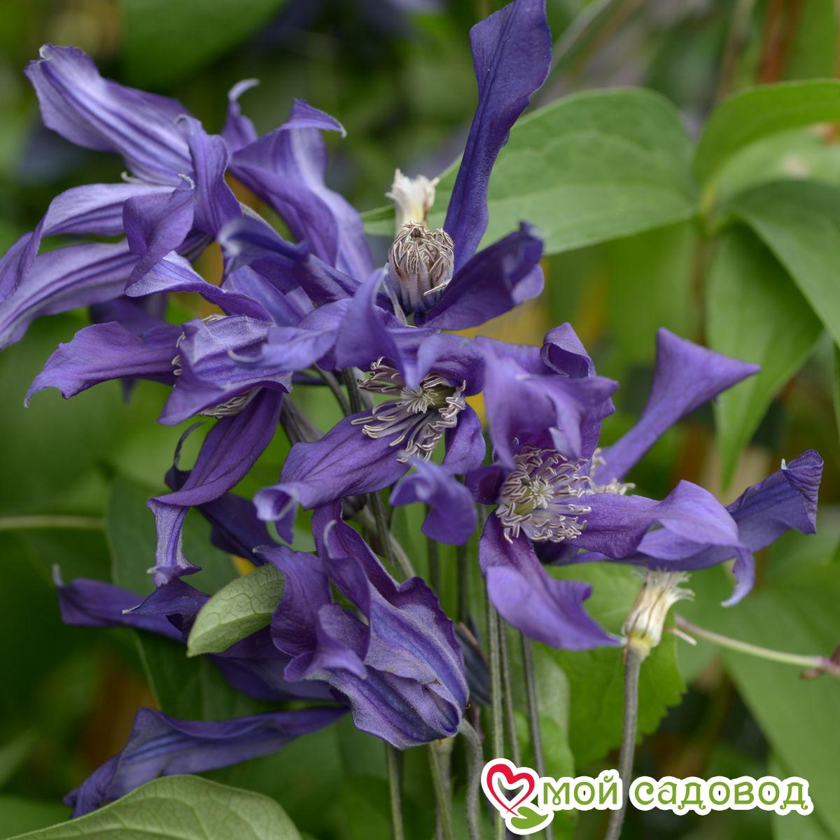 Клематис Блю Оушен ЗКС