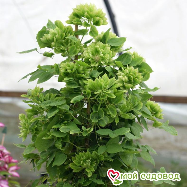 Клематис Грин Пэшн